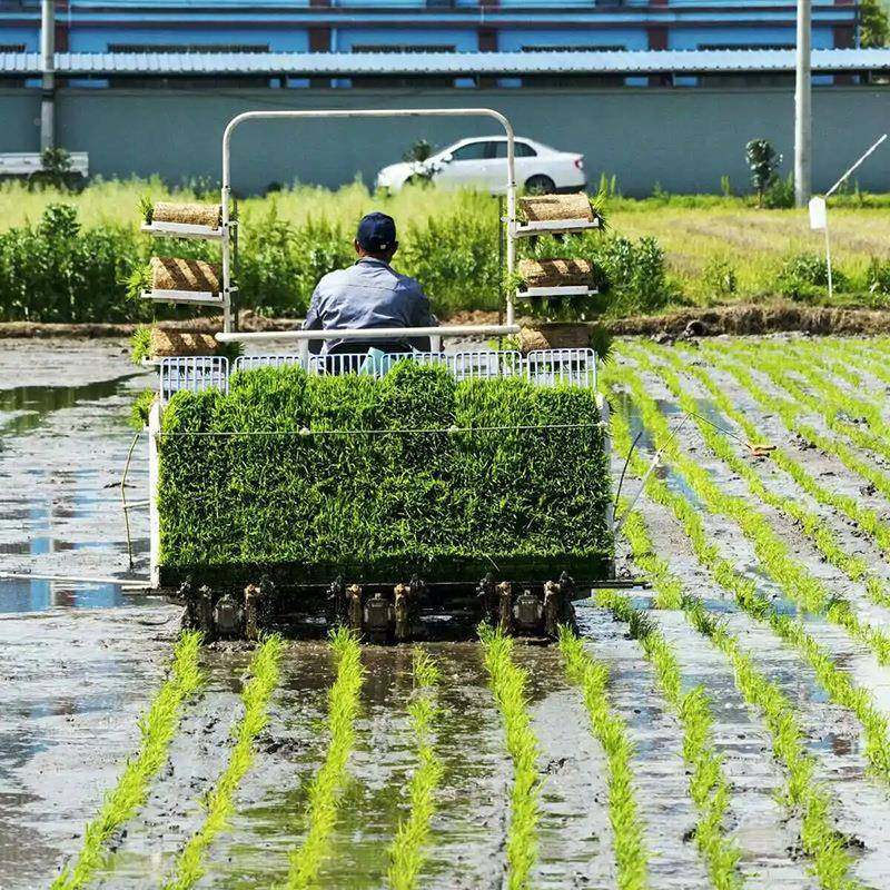 销售扶水稻种植机 全自动汽油子插手秧机 水田NEA用稻苗栽机,农机/农具/农膜,播种栽苗器/地膜机,淘宝优惠券,粉丝福利购,淘宝优惠卷