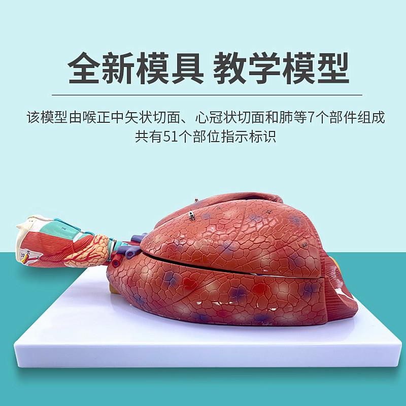 自部然大人体喉心肺模型喉42319咙甲状腺肺心脏肺模型呼吸系统内