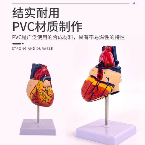 1:1人体心脏解超剖型模B超彩可拆卸自教然大心脏医学学372模型