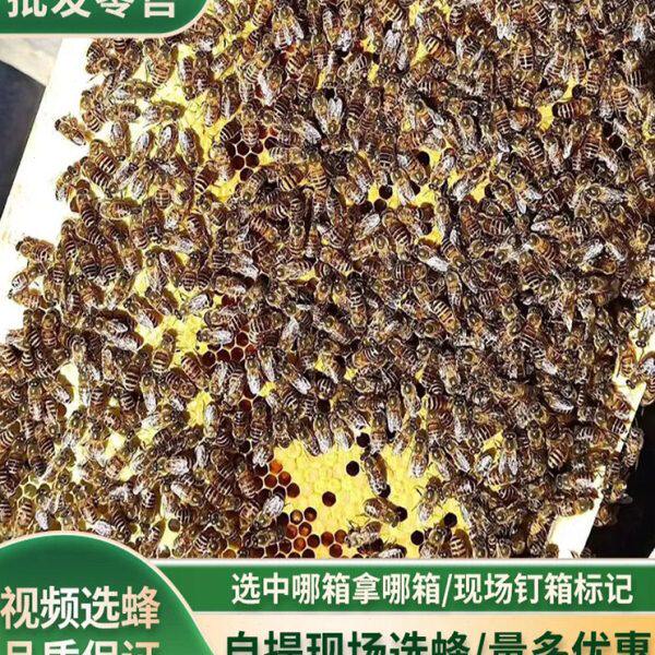 包邮蜜蜂中蜂蜂群中蜂中华蜂养殖带箱带新开产蜂王带子脾蜜蜂活群