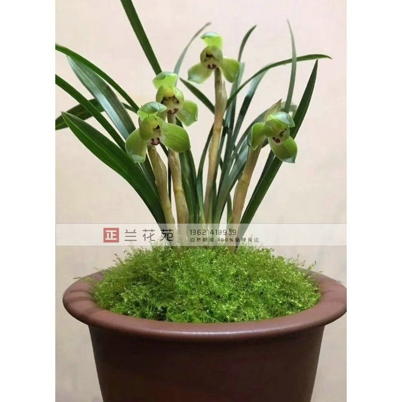 翠盖荷 掌中的兰花精灵 袖z珍荷瓣小巧灵秀 春兰老种大富贵