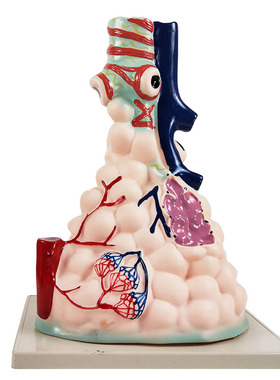 J3306 肺泡放大模型 初中生物教学仪器 教具