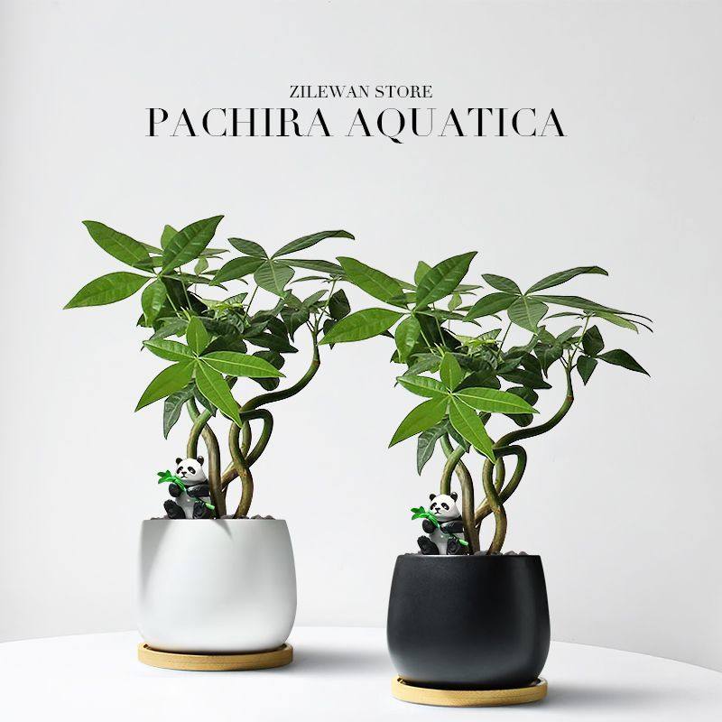 奇趣发财树五福发财树盆栽室内植物招财树办公室客厅花卉四季好养,鲜花速递/花卉仿真/绿植园艺,绿植,淘宝优惠券,粉丝福利购,淘宝优惠卷