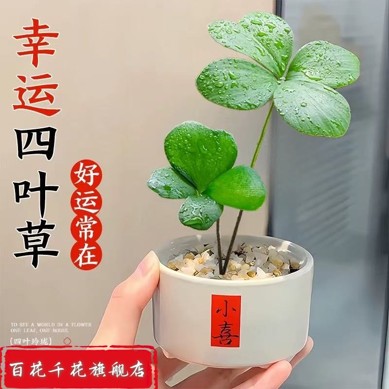 墨西哥铁树四叶草盆栽室内桌面客厅办公室招财绿植花卉四季常青