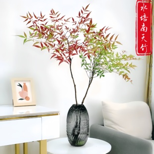 水培植物南天竹盆栽室内办公桌面装饰水养花卉绿植鲜切枝好养新鲜