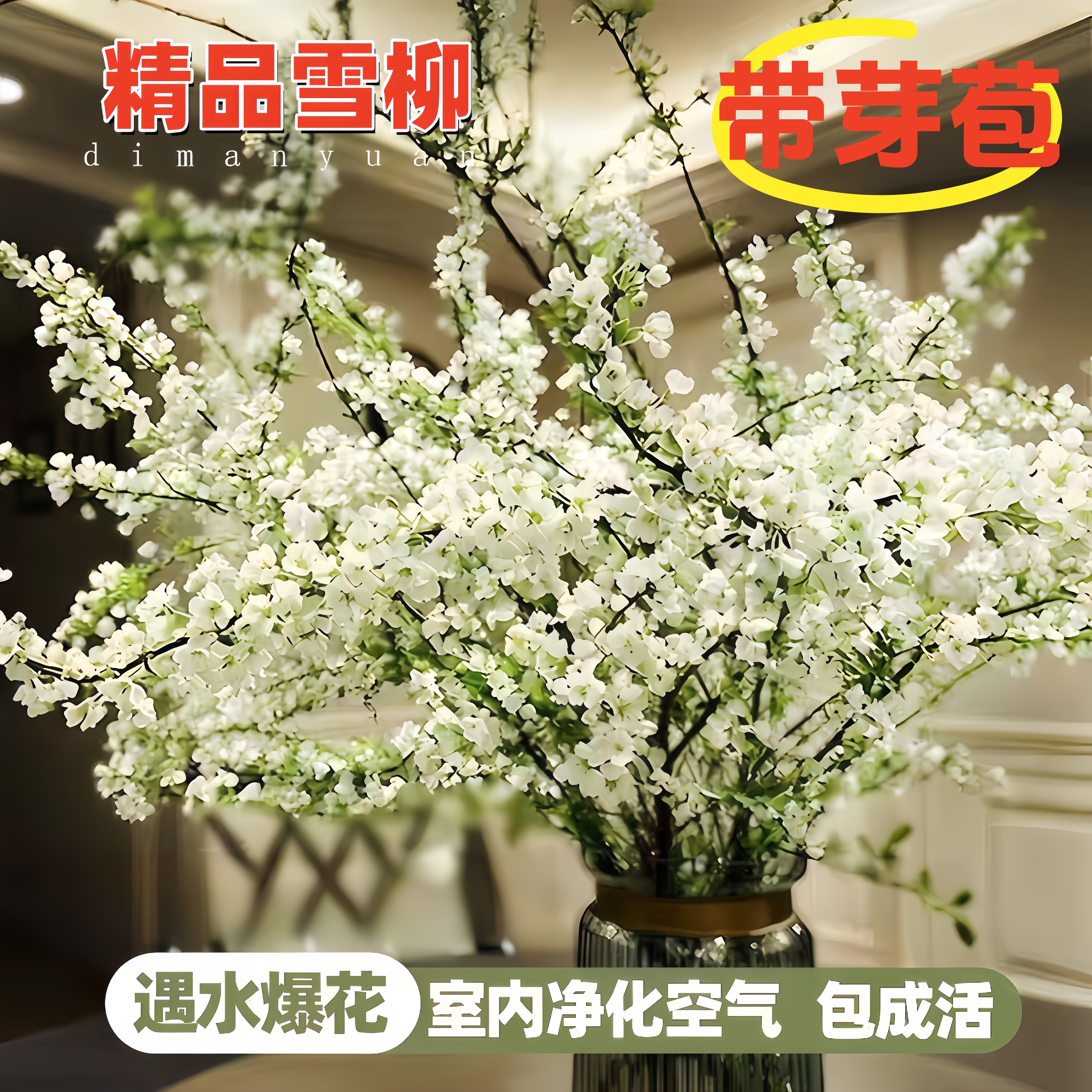 雪柳鲜枝带花苞水养干枝水培植物