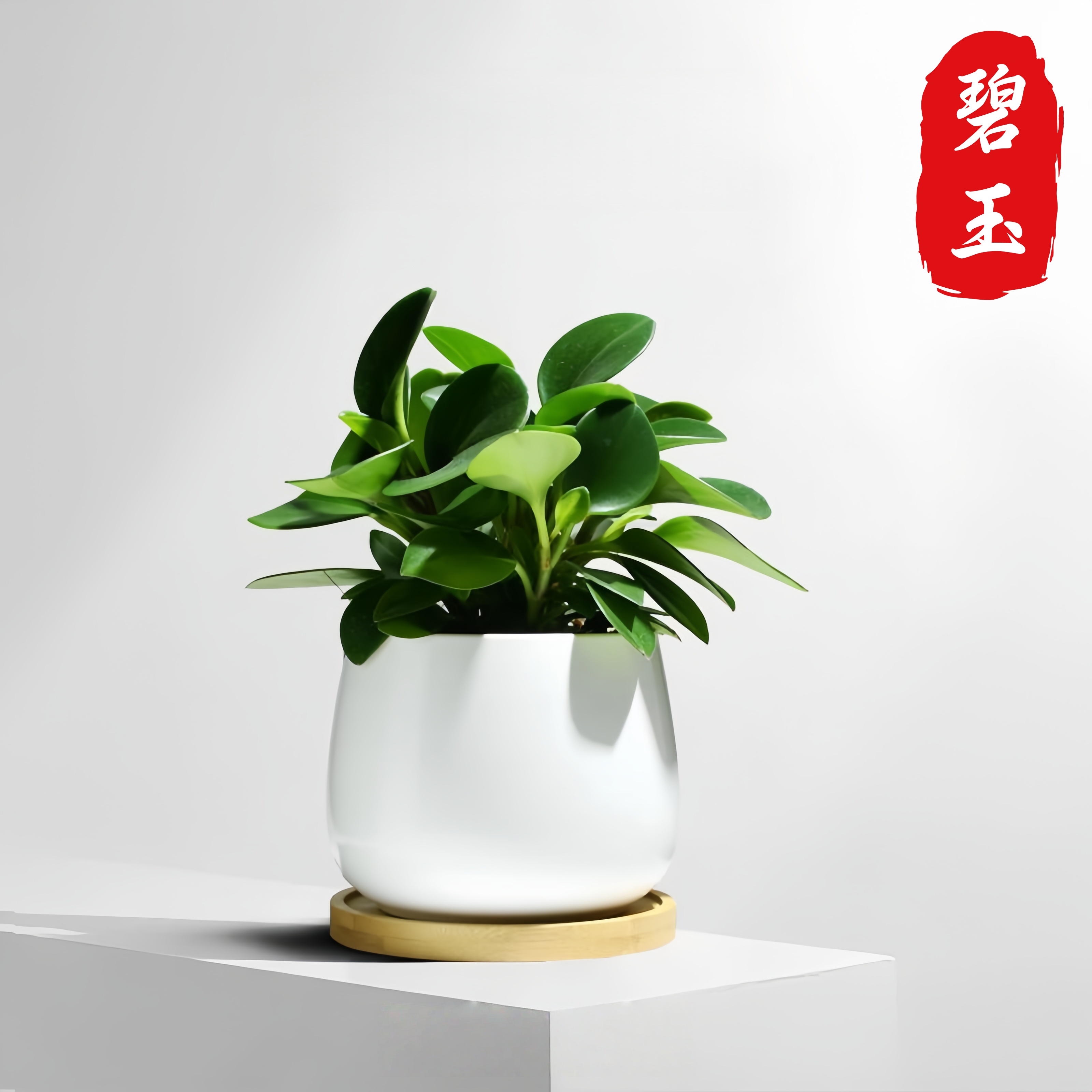 碧玉盆栽植物室内净化空气绿植
