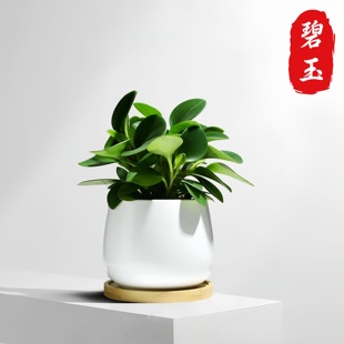 碧玉盆栽植物室内净化空气花卉四季常青好养活豆瓣绿桌面绿植盆栽