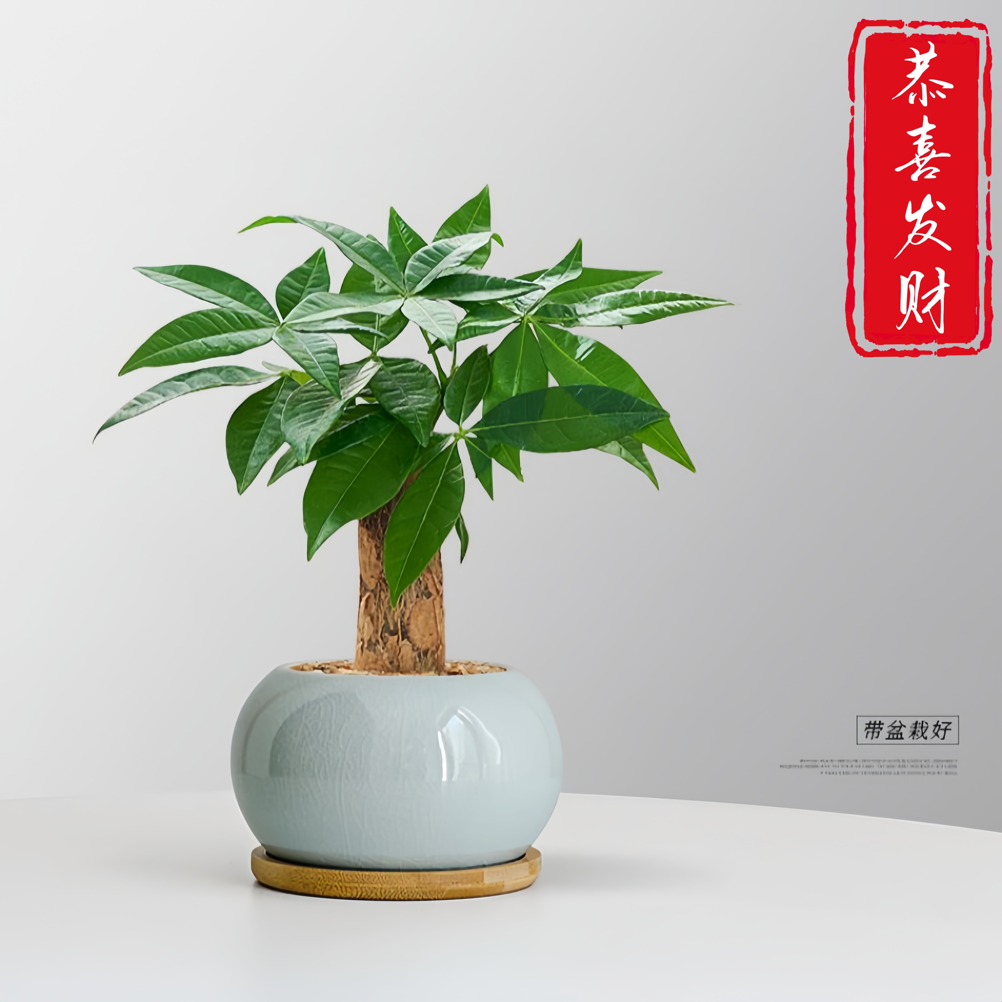发财树小盆栽办公室绿植