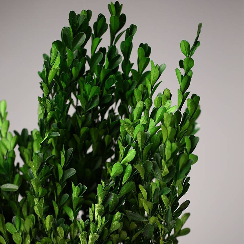 黄杨叶永生绿植天然绿树叶手工干花树枝韩式花束制作材料家居装饰