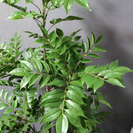 绿植漆木树室内客厅装饰摆件盆栽仿生植物直播间造景假树仿真花