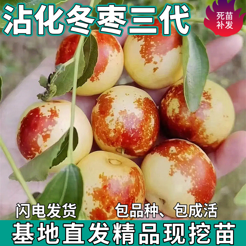 沾化冬枣苗树三代活苗南北方盆栽地栽特大枣子嫁接果树苗当年结果