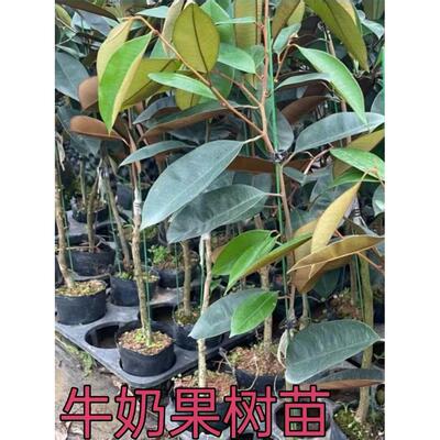 越南牛奶果嫁接苗星苹果苗热带果苗 紫龙 金星果牛奶果树苗盆地栽