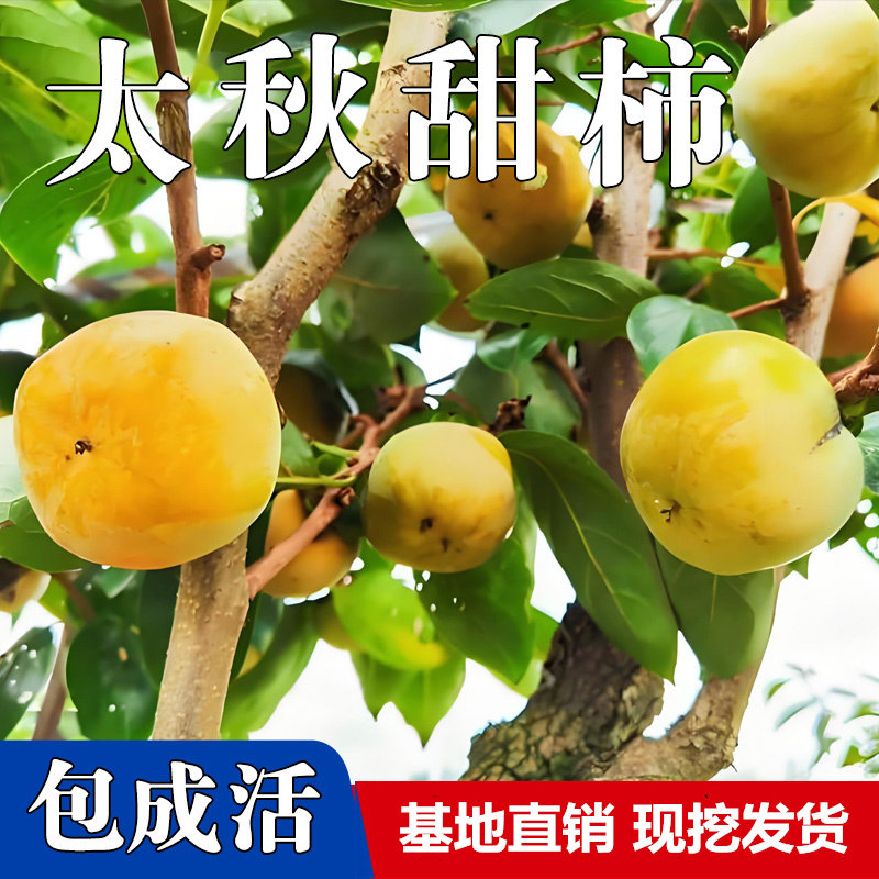 日本太秋甜柿苗树嫁接特大庭院果树苗南北方种植正宗甜脆柿子树苗