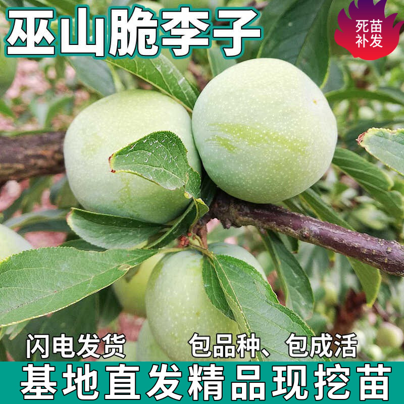 巫山脆李子树苗南北方地栽庭院盆栽种植嫁接离核李子苗树当年结果