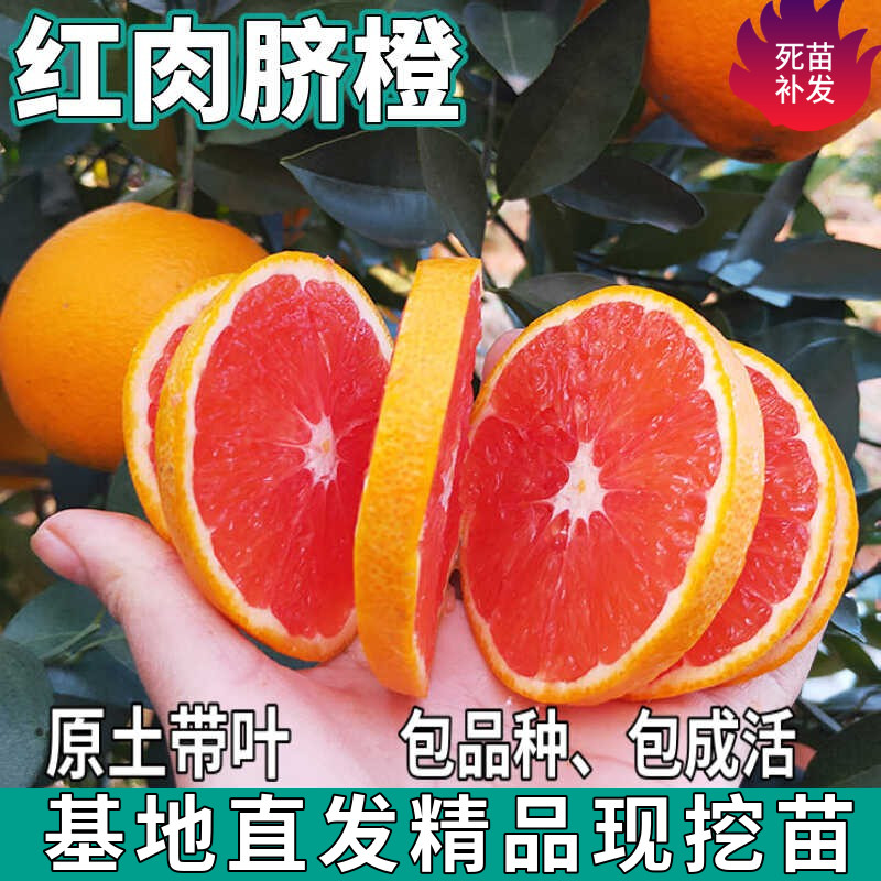 红肉脐橙树苗南北方庭院盆栽地栽种植嫁接香甜橙子果树苗当年结果