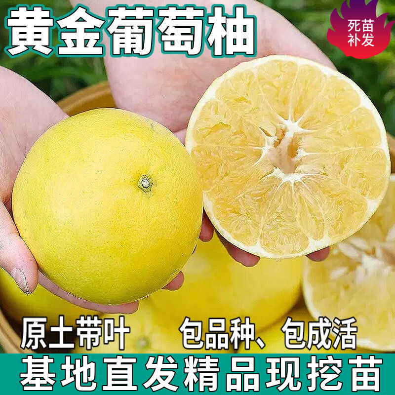 黄金葡萄柚树苗南北方庭院带土特大果树苗盆栽嫁接柚子苗当年结果