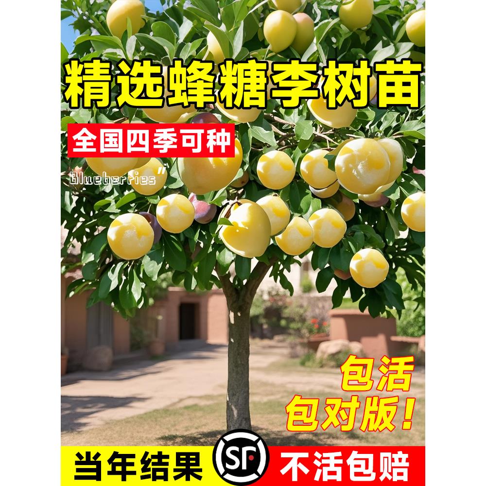 蜂糖李子树苗三华脆李子苗新品种大红袍特大号南方北方种植西梅苗图片