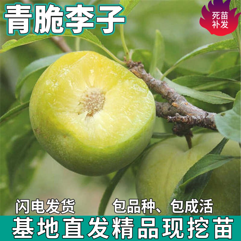 青脆李子苗树南北方地栽图片
