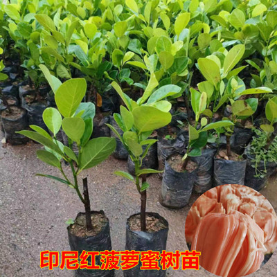 新品种四季印尼红菠萝苗红肉菠萝蜜树苗结果早干包脆甜带榴莲味