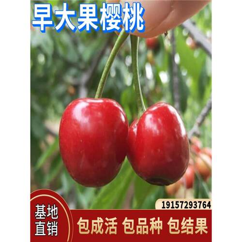 早大果樱桃苗南北方庭院地载盆栽特大种植嫁接车厘子树苗当年结果