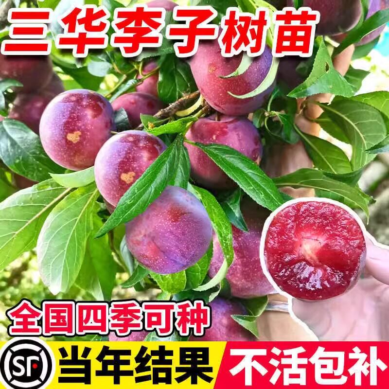 正宗嫁接特大三华李子树图片
