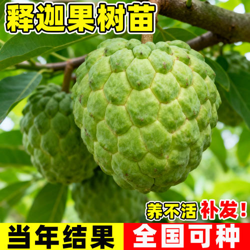 释迦果树苗嫁接榴莲凤梨释迦甜水果苗盆栽牛奶释迦果树苗四季种植