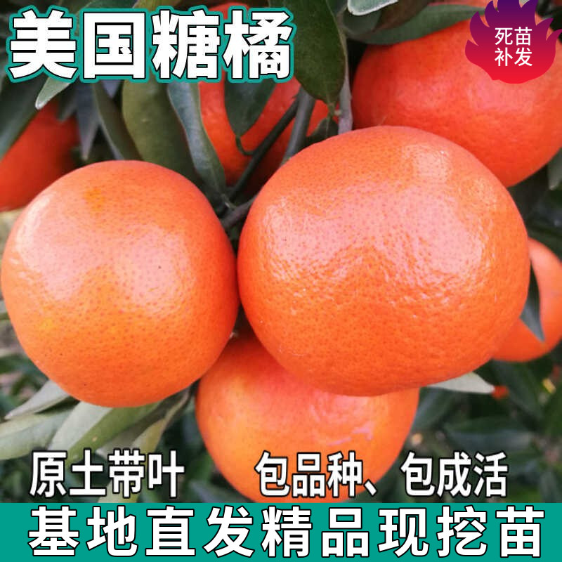 美国糖橘苗树南北方地栽嫁接盆栽无籽世纪红桔子柑橘树苗当年结果