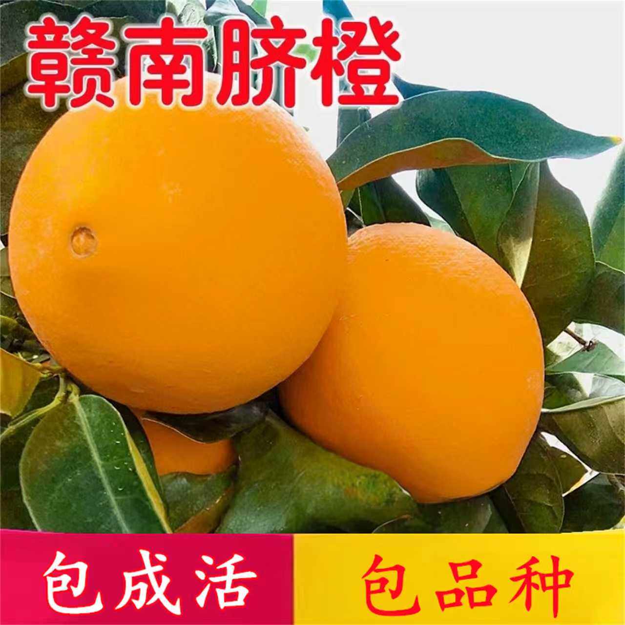 赣南橙子树苗南北方庭院特大脐橙树苗盆栽嫁接苗甜橙子苗当年结果