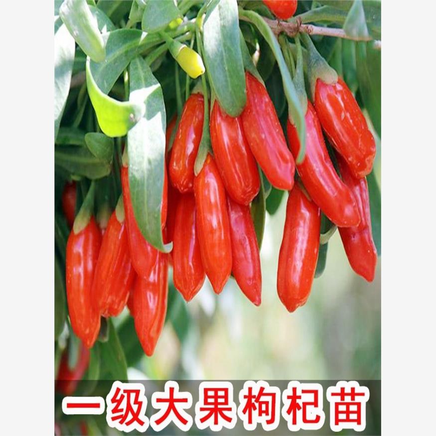 可食用大果枸杞苗盆栽地图片
