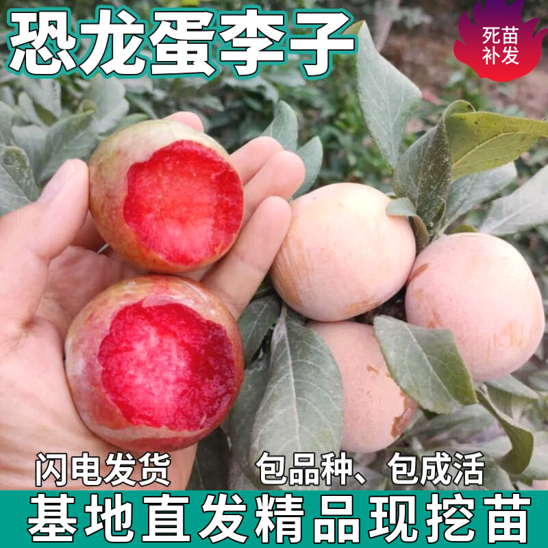 恐龙蛋李子树苗南北方庭图片