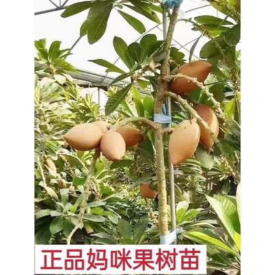 妈咪果苗原生新品种马加纳马梅果实南方种植盆栽阳台庭院当年结果
