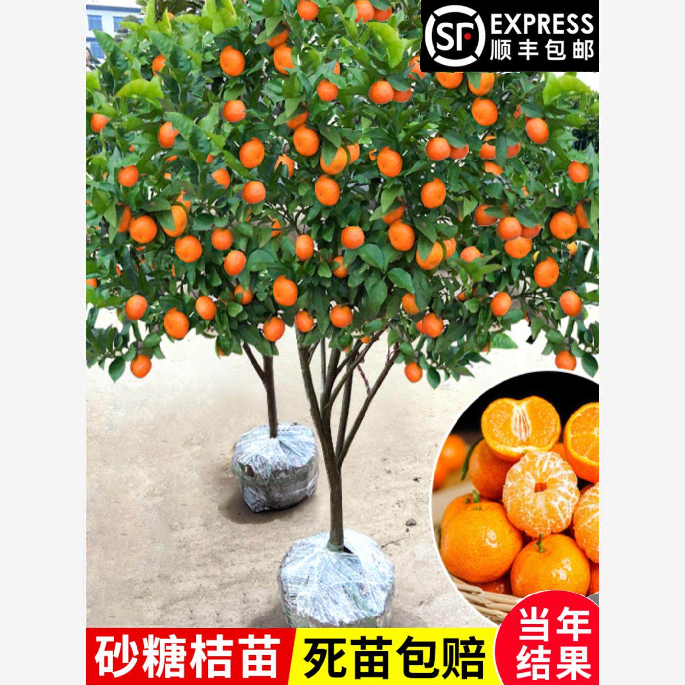 砂糖橘子树苗嫁接桔子苗盆栽地栽柑橘无核蜜橘子果树苗当年结果