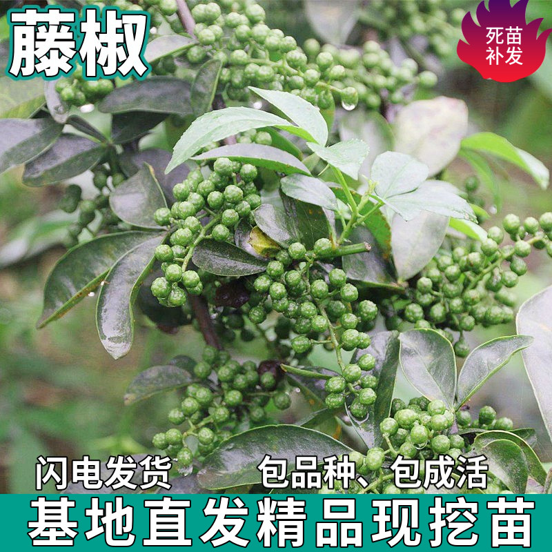 藤椒树苗南北方庭院地栽盆栽嫁接花椒可食用佐料麻椒苗树当年结果