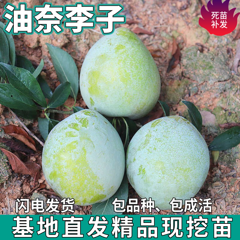 油奈李子苗树南北方地栽图片