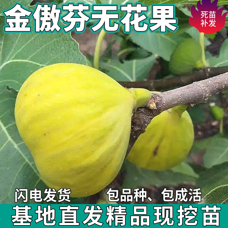 金傲芬无花果树苗南北方庭院地栽盆栽种植特大嫁接果树苗当年结果