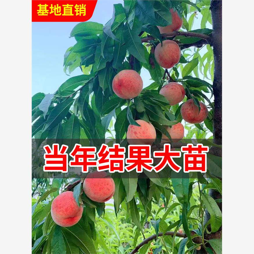 黄桃树桃树果苗嫁接苗冬桃油桃树果苗南方北方种植桃苗当年结果苗