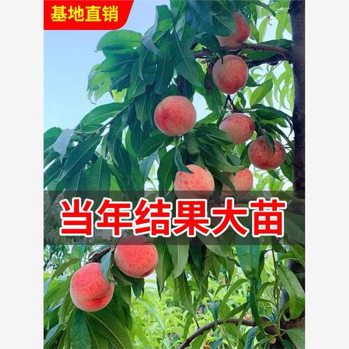 黄桃树果苗嫁接苗冬桃油