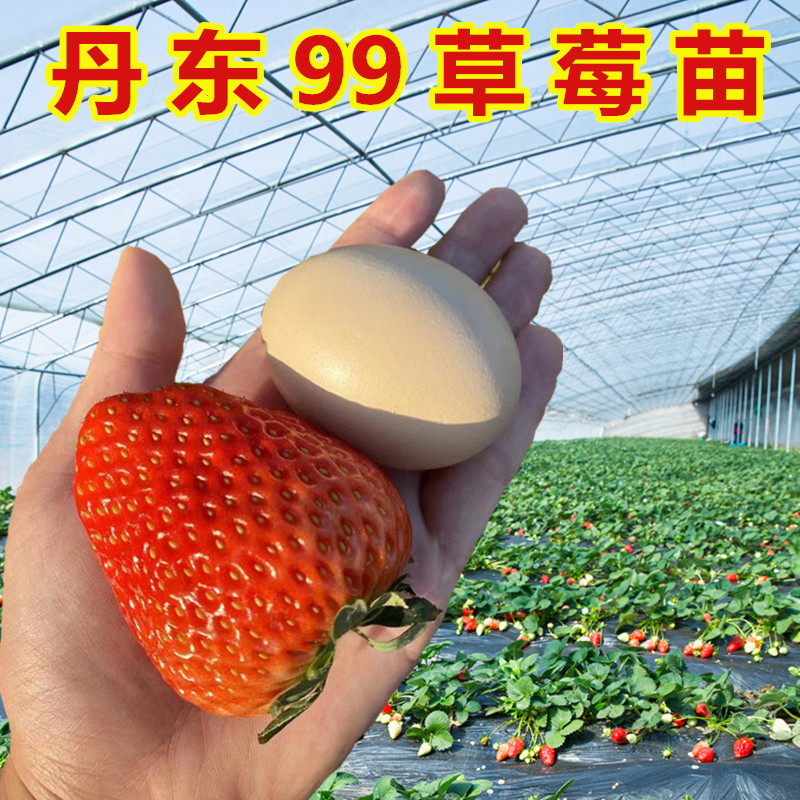 丹东99草莓苗四季盆栽四季食用南方种植大株带花带果带盆原土发货,鲜花速递/花卉仿真/绿植园艺,果树,淘宝优惠券,粉丝福利购,淘宝优惠卷