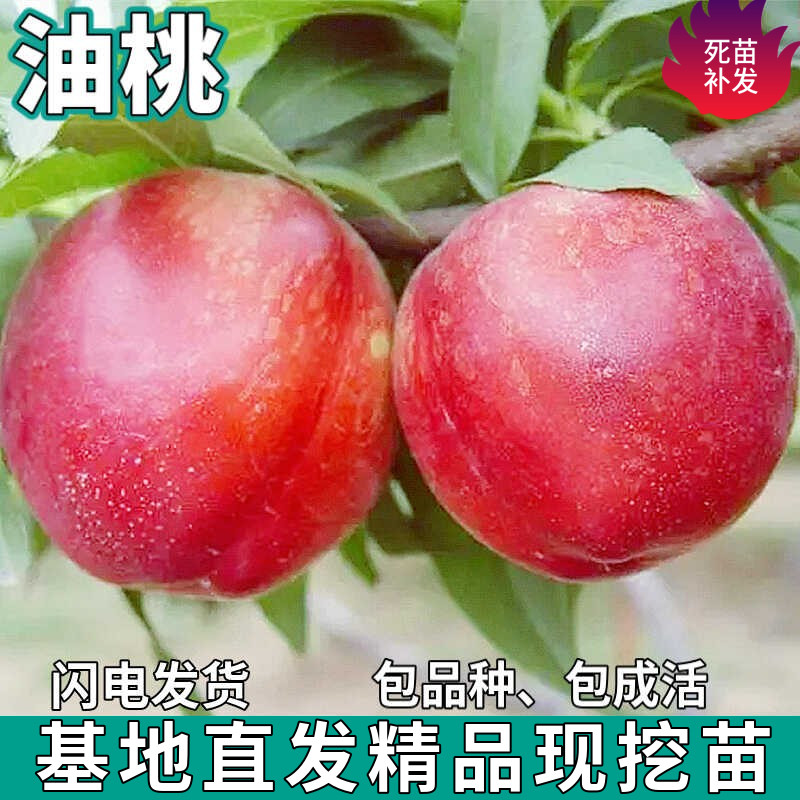 油桃树苗南北方盆栽地栽庭院种植嫁接大果硬脆甜桃子树苗当年结果