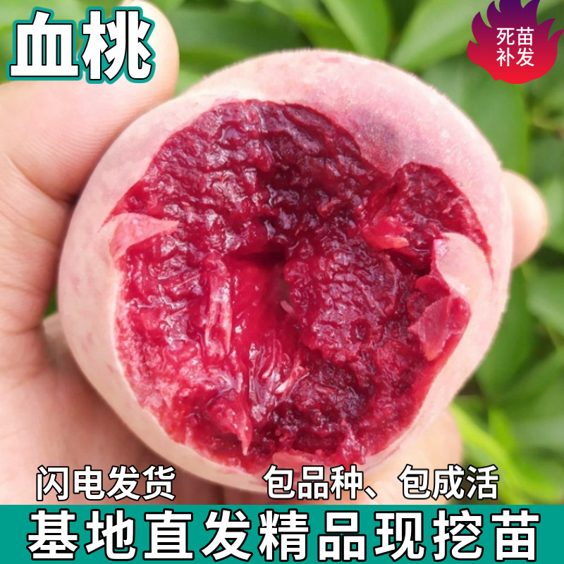 血桃果树苗南北方地栽庭院阳台盆栽种植特大果嫁接桃子苗当年结果