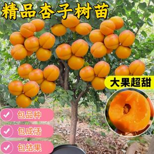 杏树苗南方北方种植耐寒嫁接特大帝王杏树苗甜杏苗大黄杏当年结果