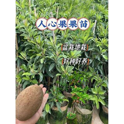 正宗人心果苗  盆栽地栽庭院种植当年结果