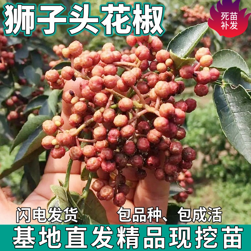 狮子头花椒树苗南北方庭院地栽藤椒盆栽食用佐料麻椒苗树当年结果