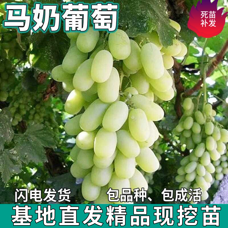 马奶提子葡萄树苗南北方盆栽地栽种植无籽白牛奶葡萄苗树当年结果