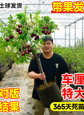 特大号带果车厘子树苗正宗樱桃树苖嫁接果树苗庭院四季种植大盆栽