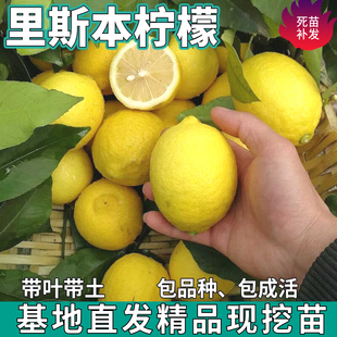 里斯本柠檬树苗绿植盆栽地栽庭院无籽黄柠檬苗树食用植物四季结果