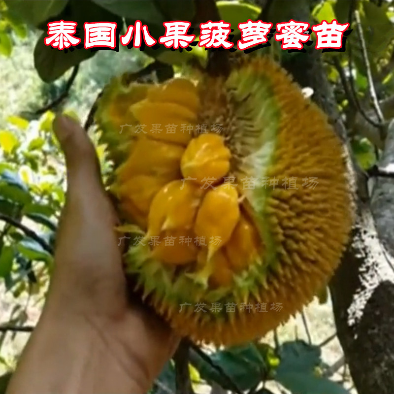 小果菠萝蜜苗四季珍珠菠萝蜜果树嫁接印尼红肉品种榴莲蜜泰国12号