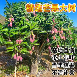 特大芒果树果苗红贵妃台农嫁接苗四季种植水果苗盆栽地栽庭院果树