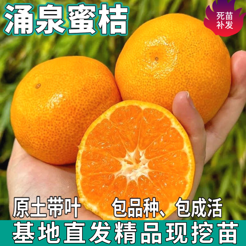 涌泉蜜桔树苗南北方地栽盆栽薄皮嫁接无籽蜜橘桔子果树苗当年结果